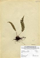 藏品(韓氏耳蕨)的圖片